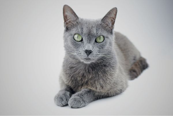 Russian Blue