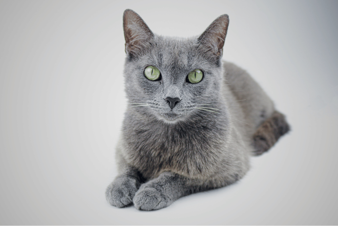 Russian Blue