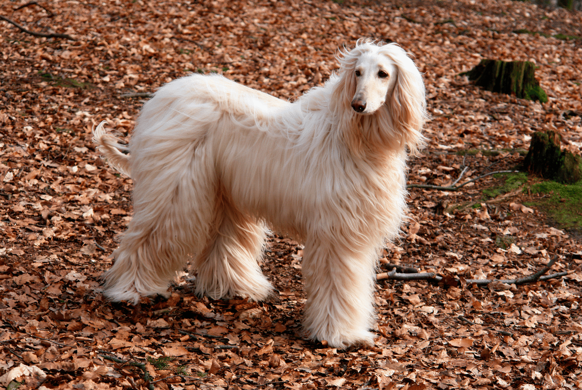 Afghan Hound