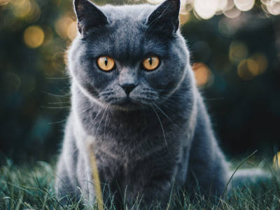 British Shorthair