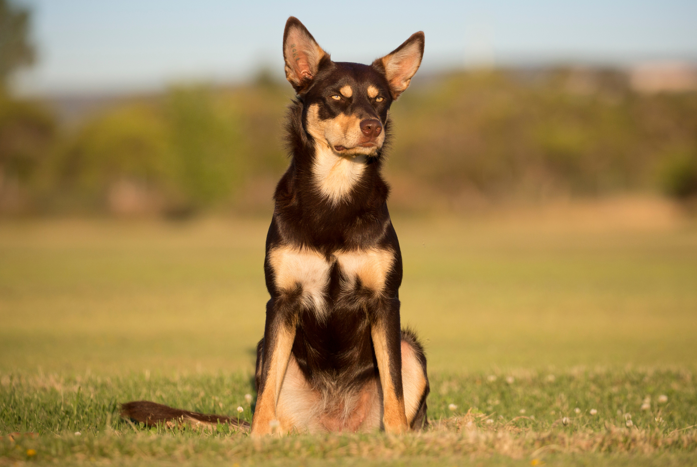 Australian Kelpie