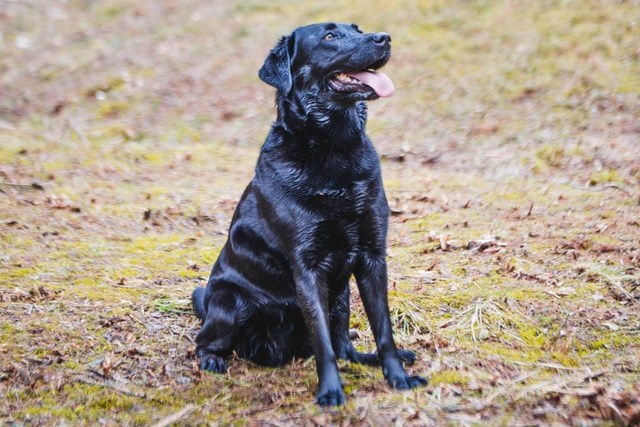 Labrador Retriever Insurance Labrador Retriever Insurance