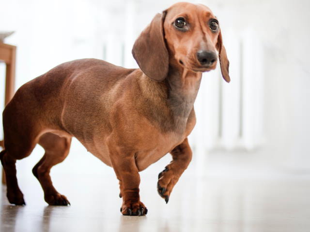 dachshund