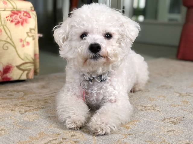 bichon frise