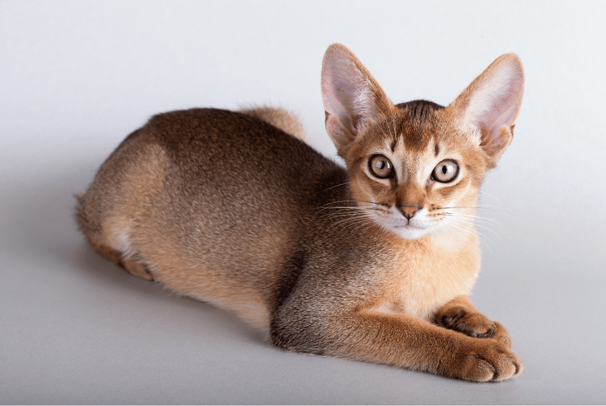 Abyssinian