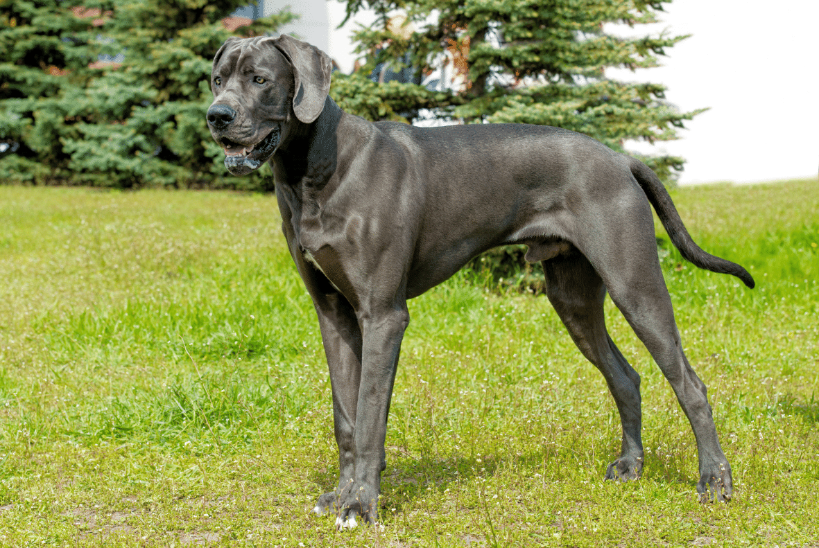 Great Dane