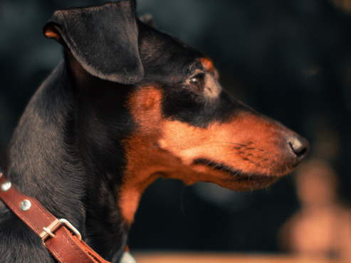 Manchester Terrier