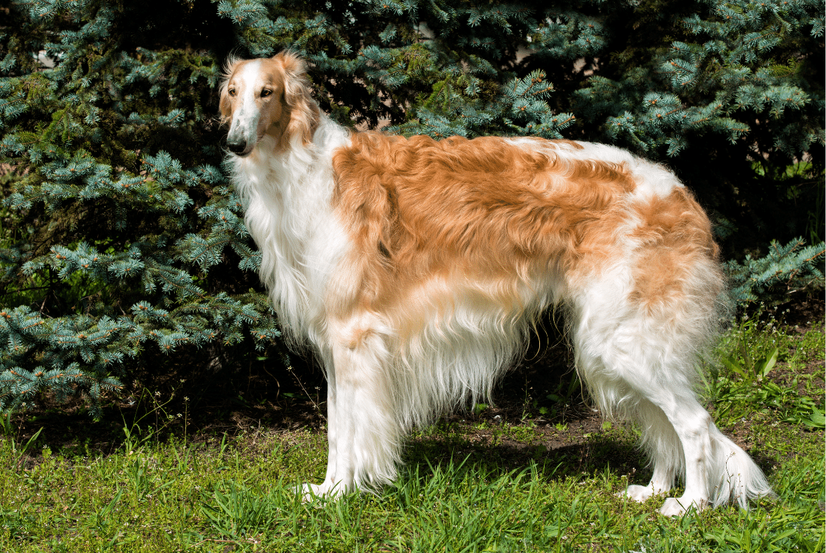 Borzoi