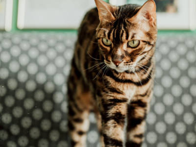 Bengal
