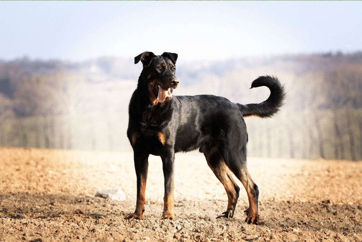 Beauceron