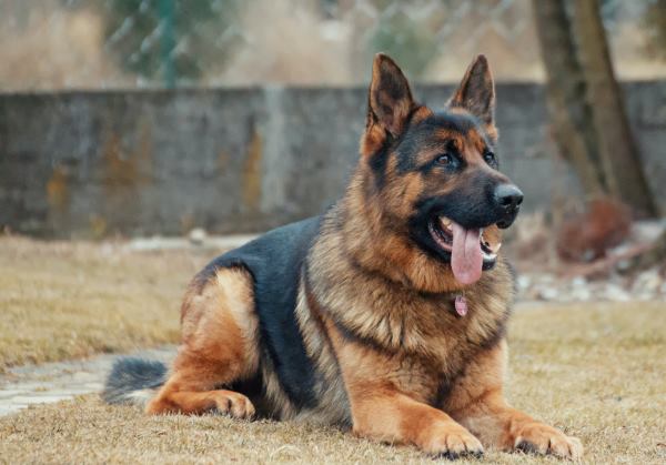 german shepherd