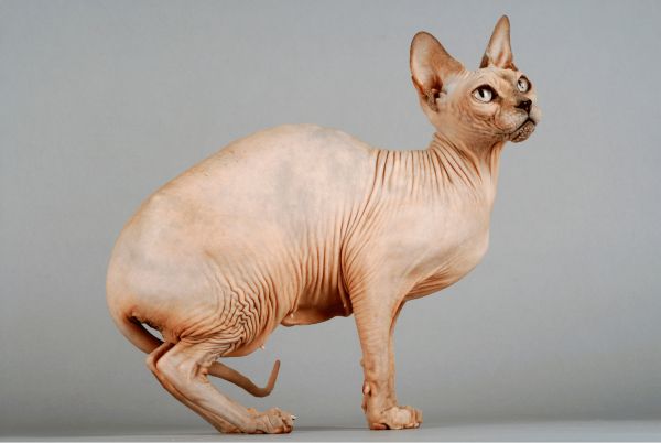 Sphynx