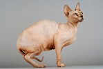 Sphynx