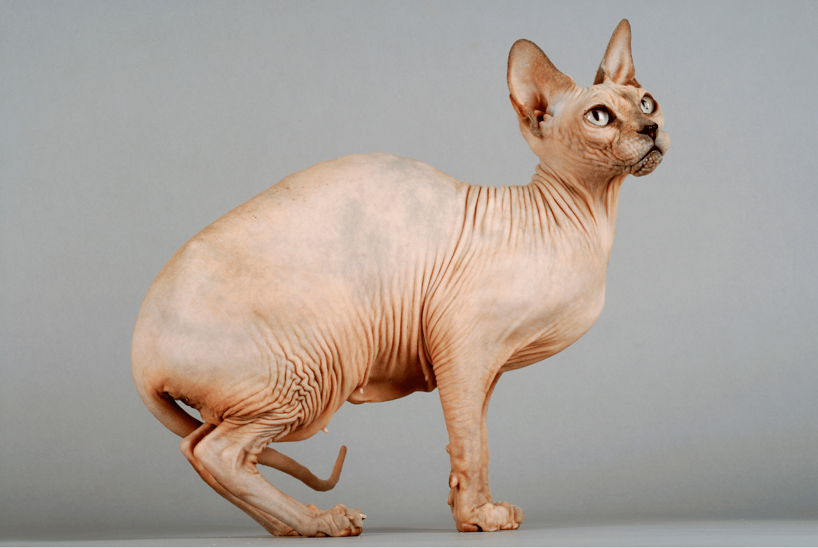 Sphynx