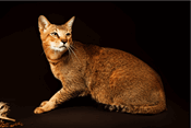 Chausie