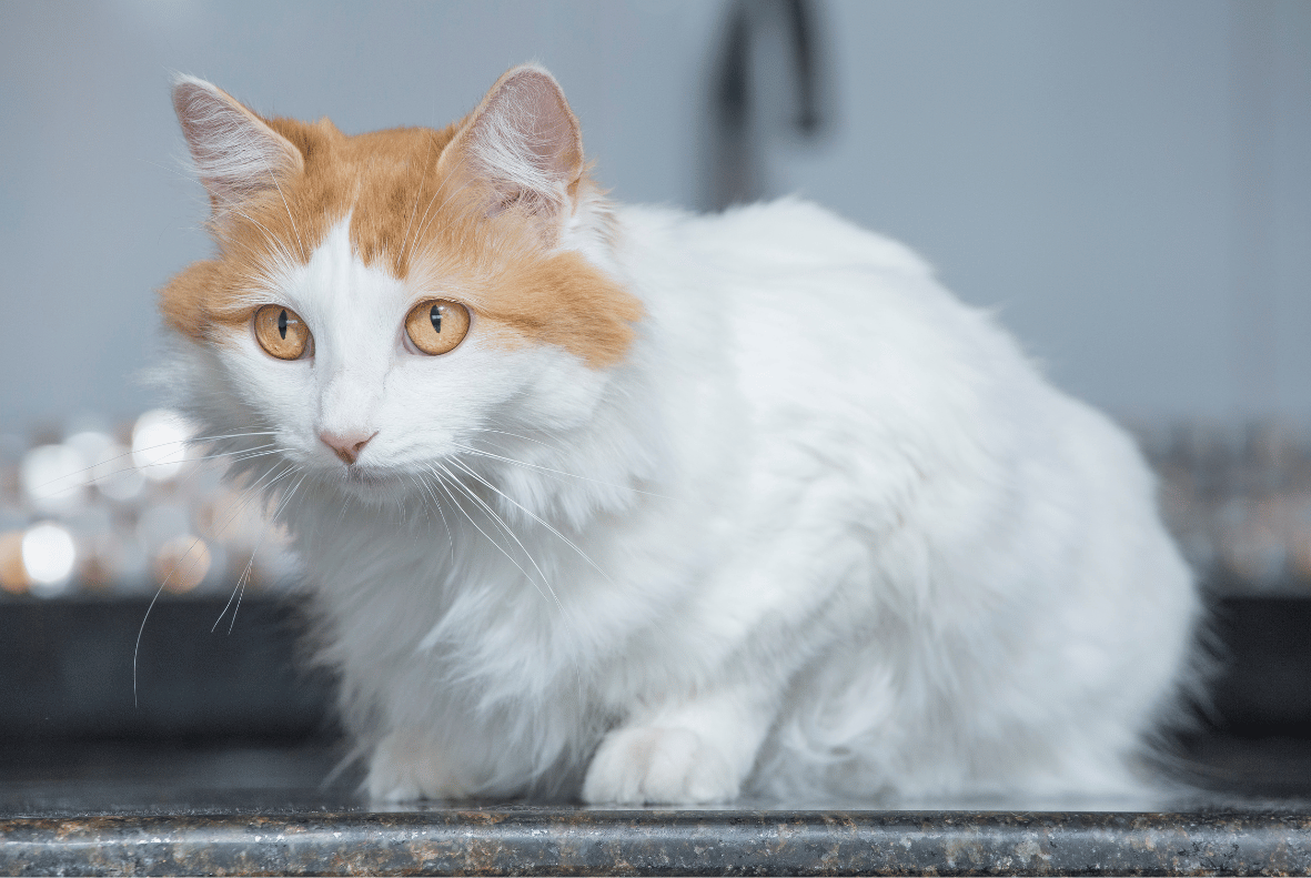 Turkish Van