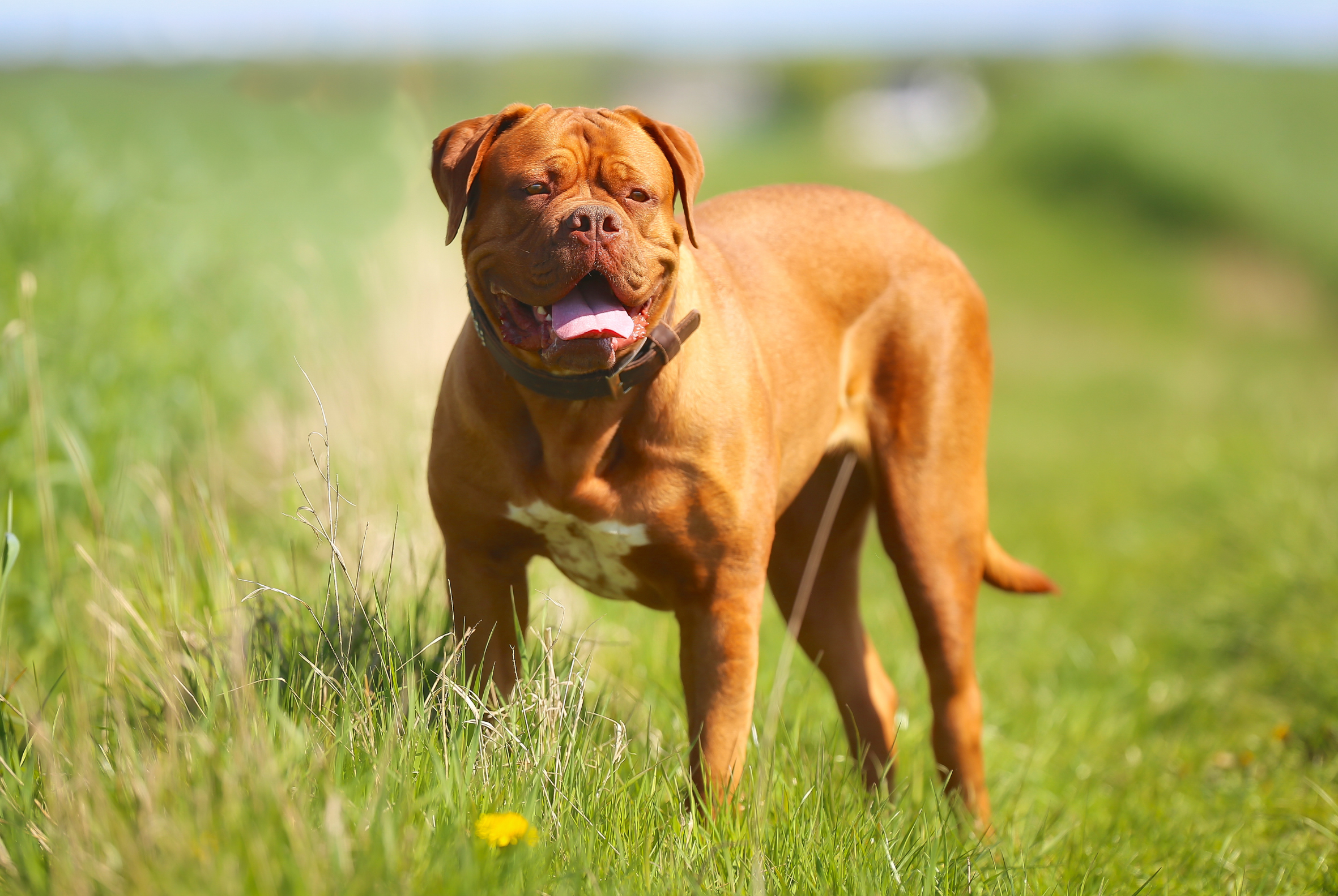 Dogue de Bordeaux