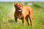 Dogue de Bordeaux