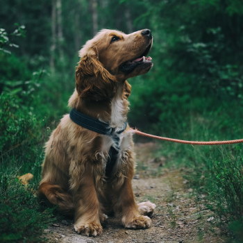 cocker spaniel