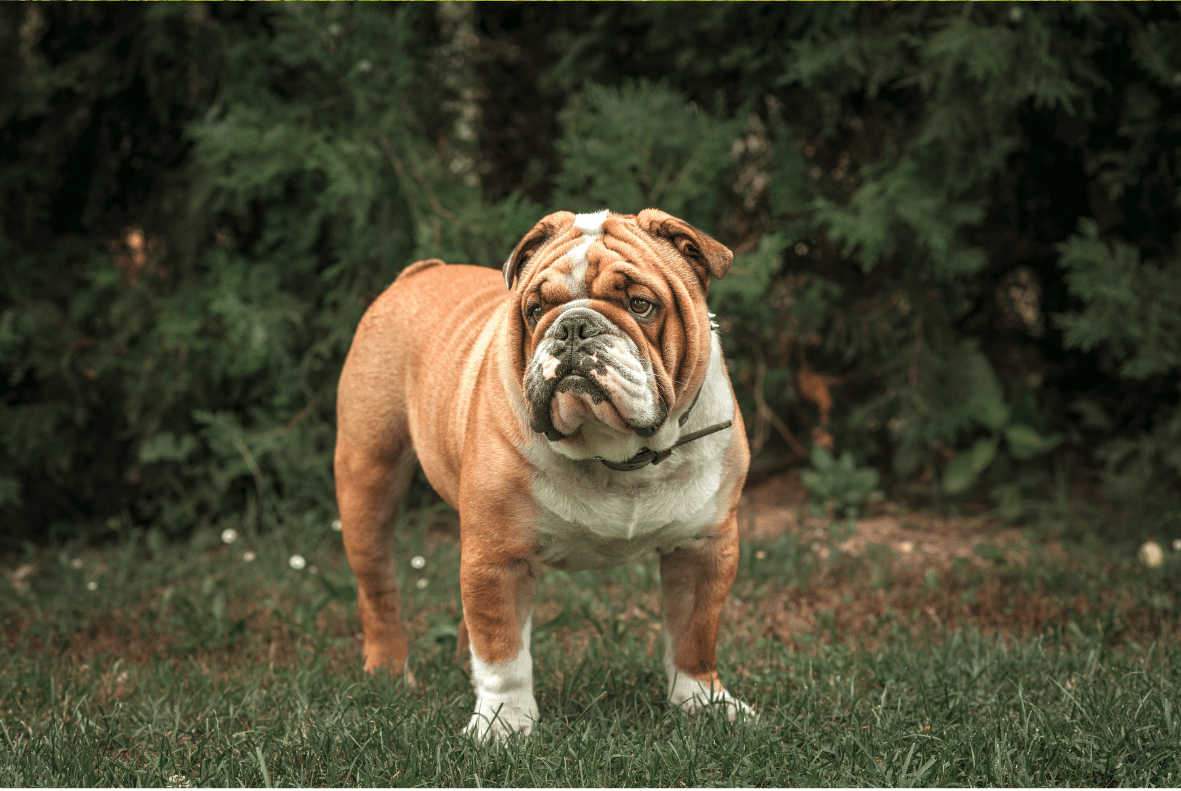 Bulldog