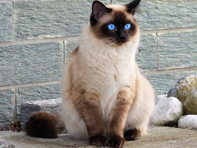 Siamese