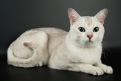 Burmilla