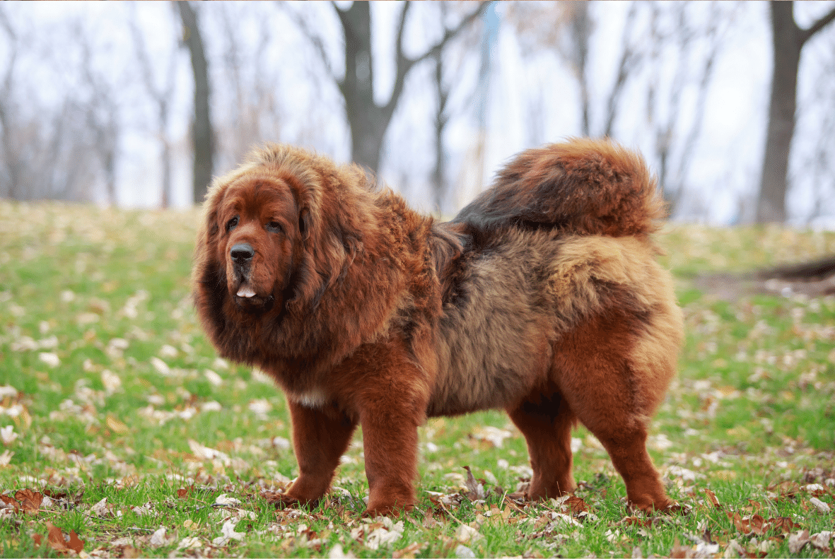 Tibetan Mastiff