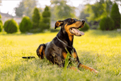 Dobermann