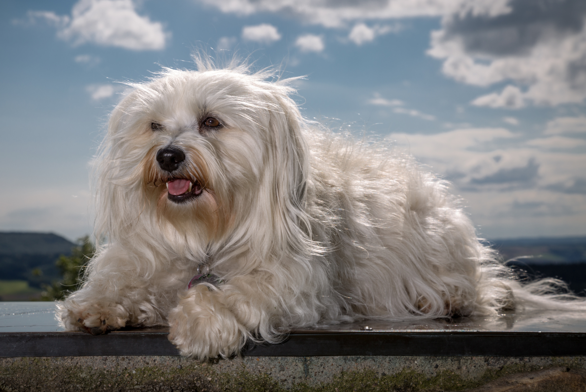 Havanese