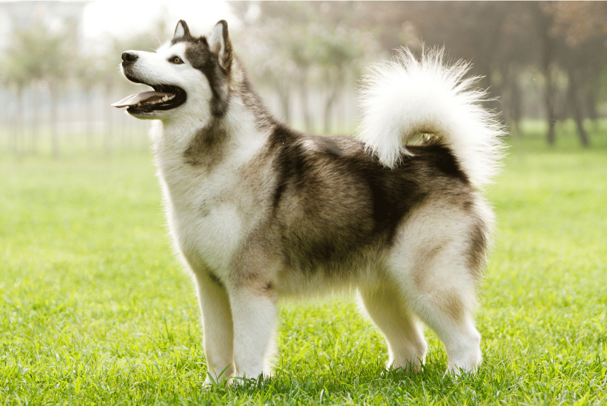 Alaskan Malamute