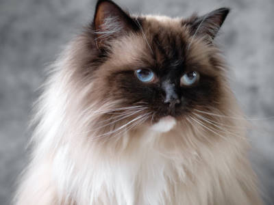ragdoll cat insurance