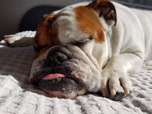 bulldog