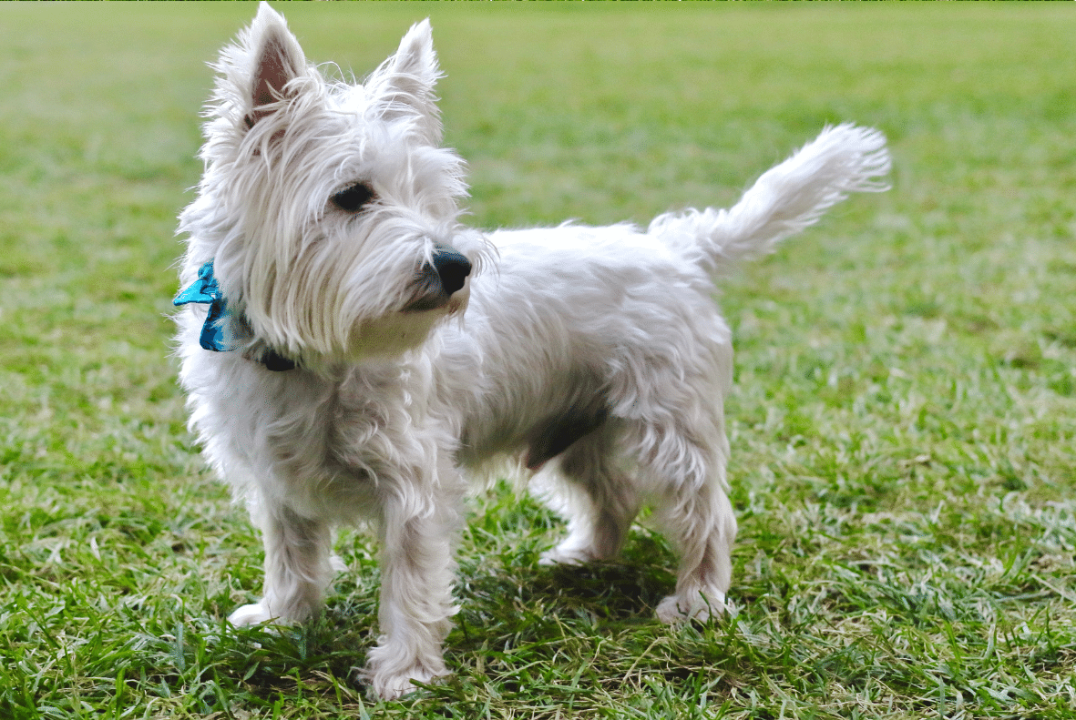 West Highland Terrier