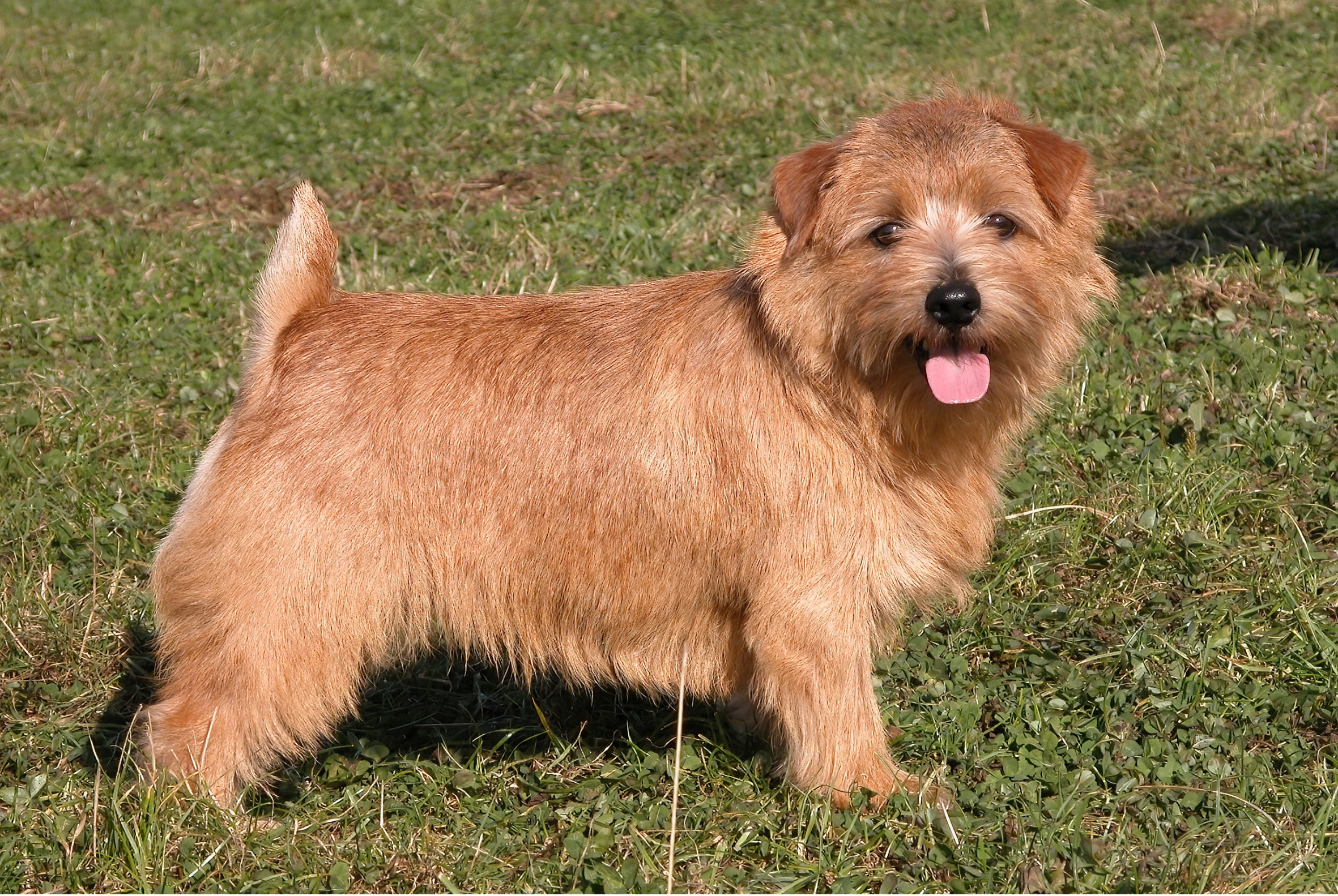 Norfolk Terrier