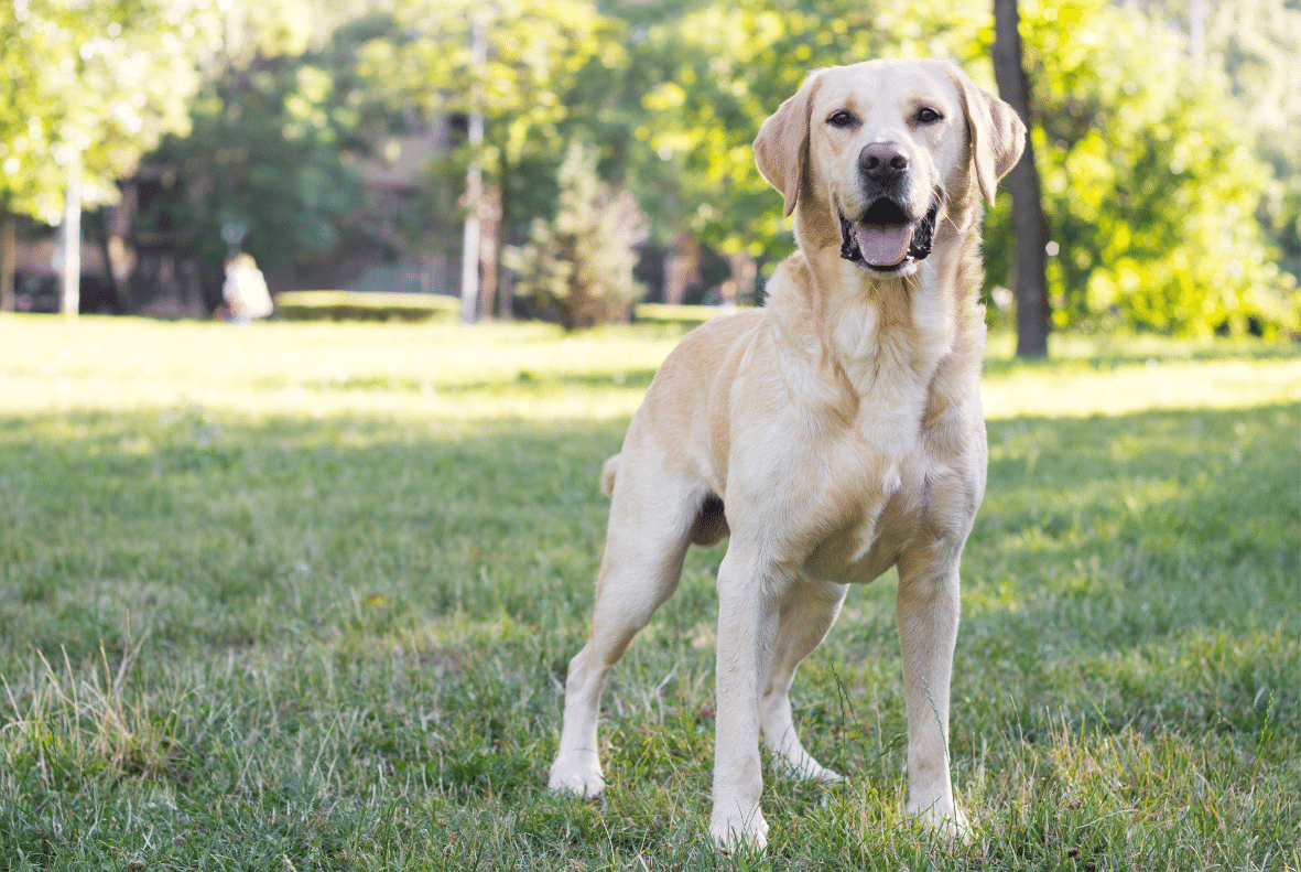 Labrador Retriever