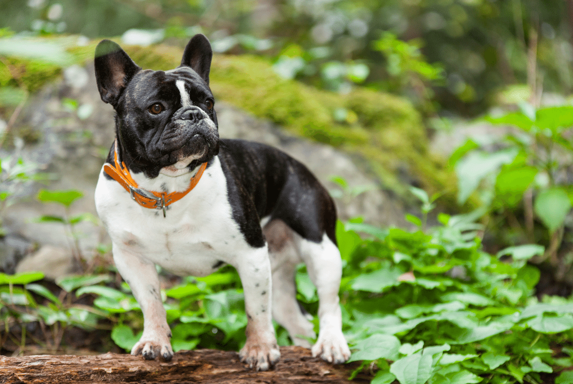 French Bulldog