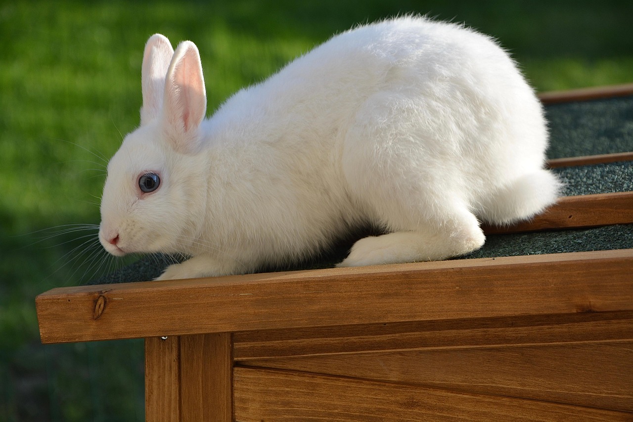 American Rabbit