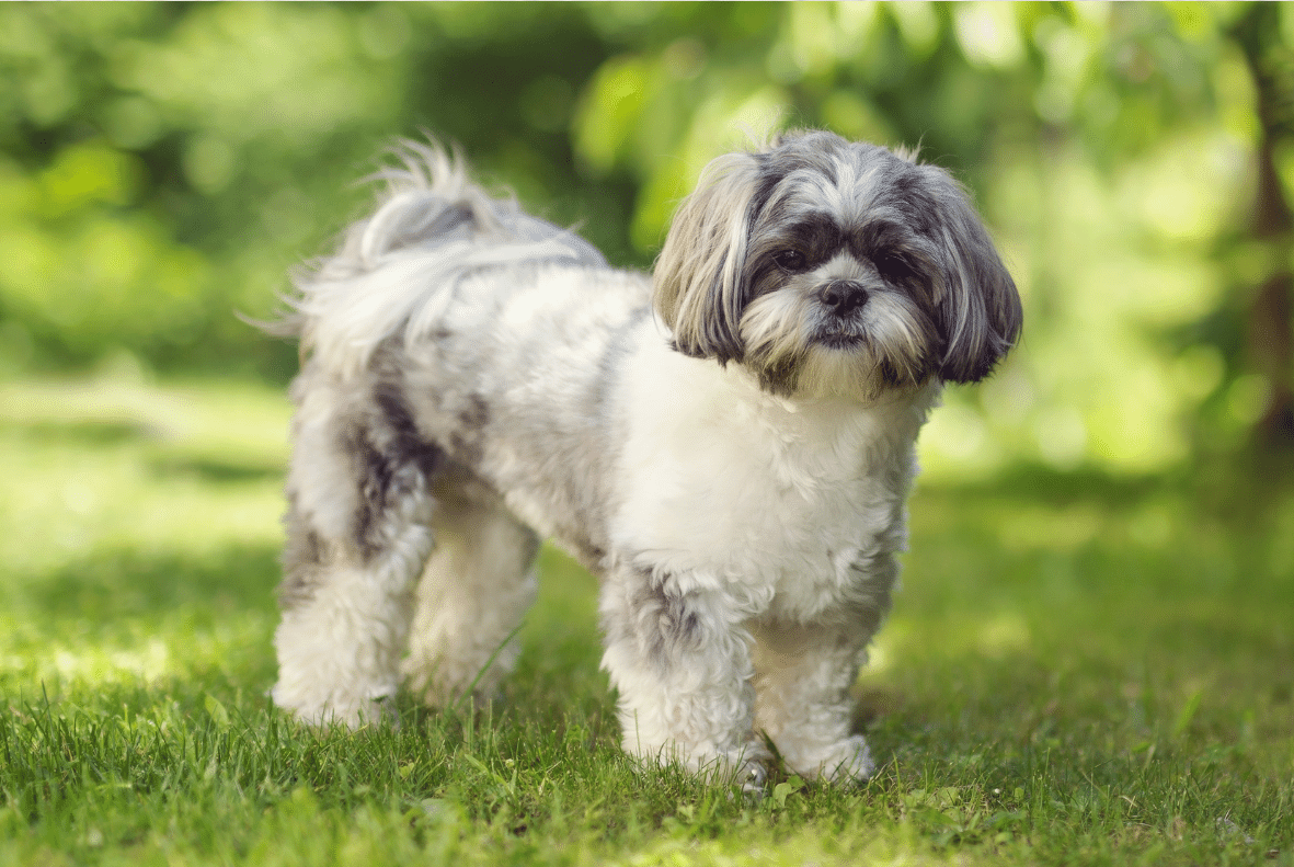 Shih Tzu