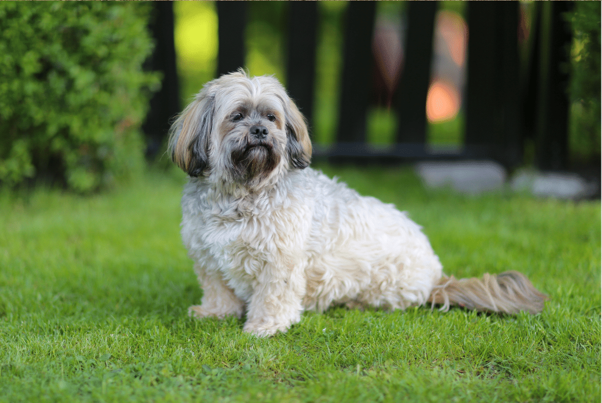 Lhasa Apso