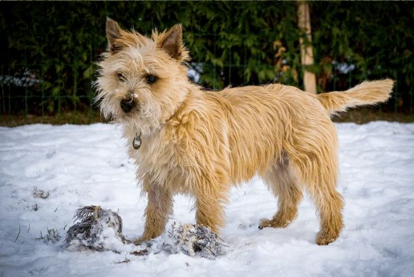 Cairn Terrier