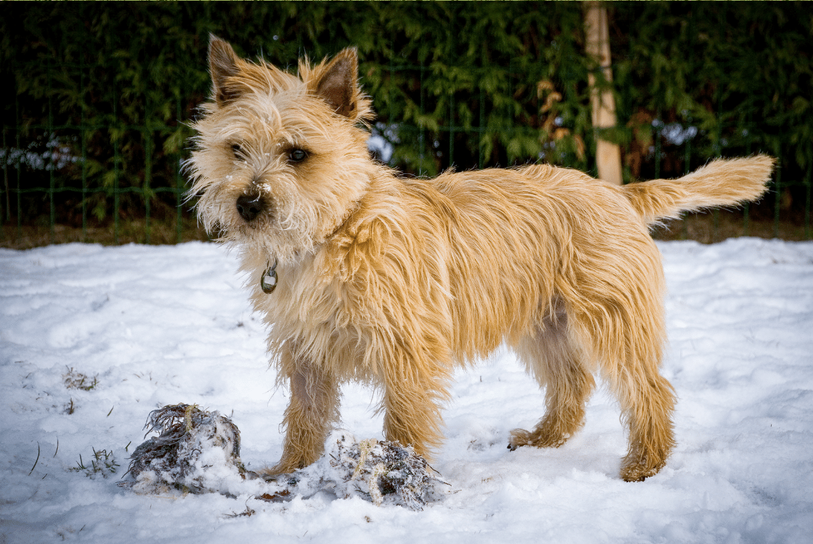 Cairn Terrier