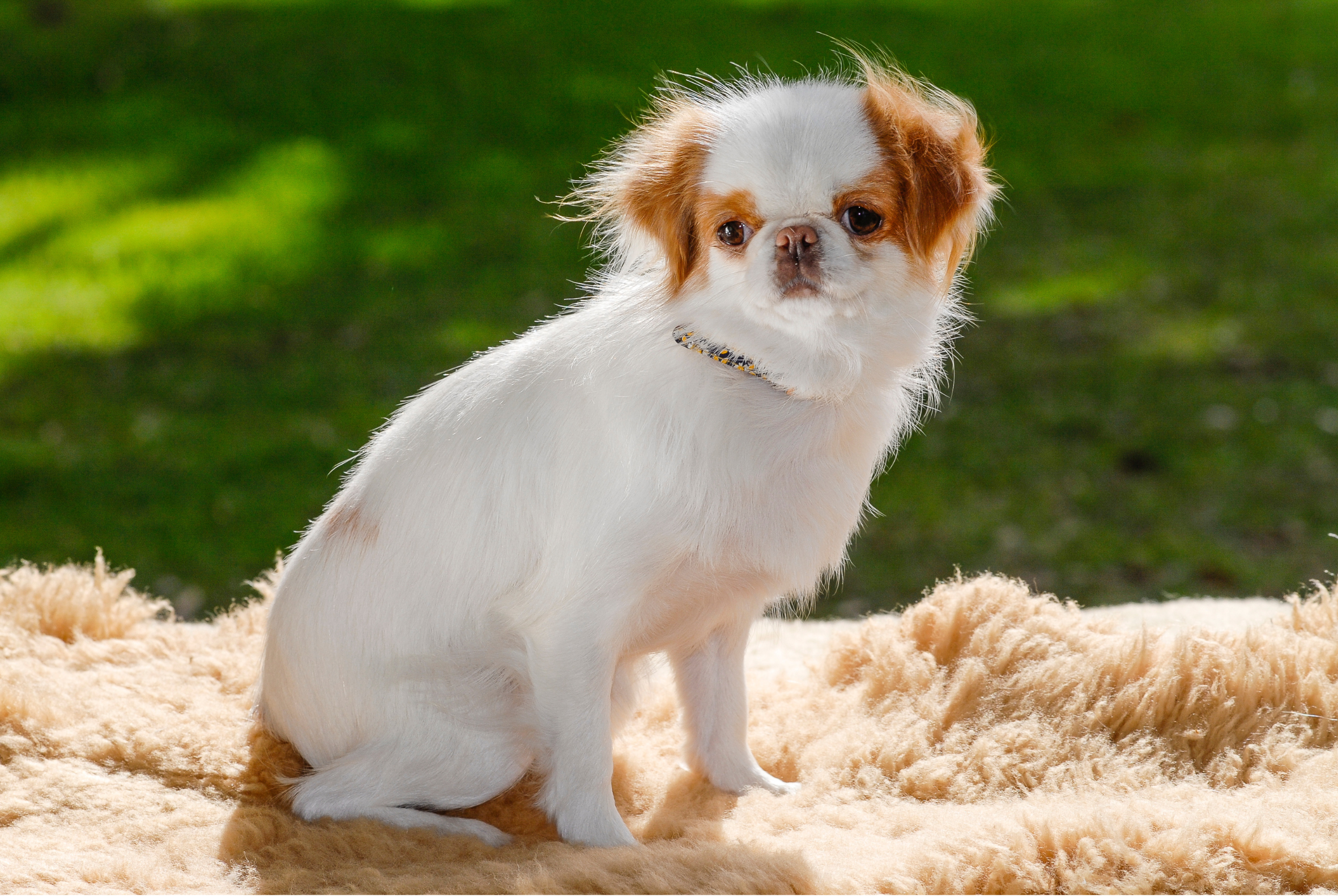 Japanese Chin