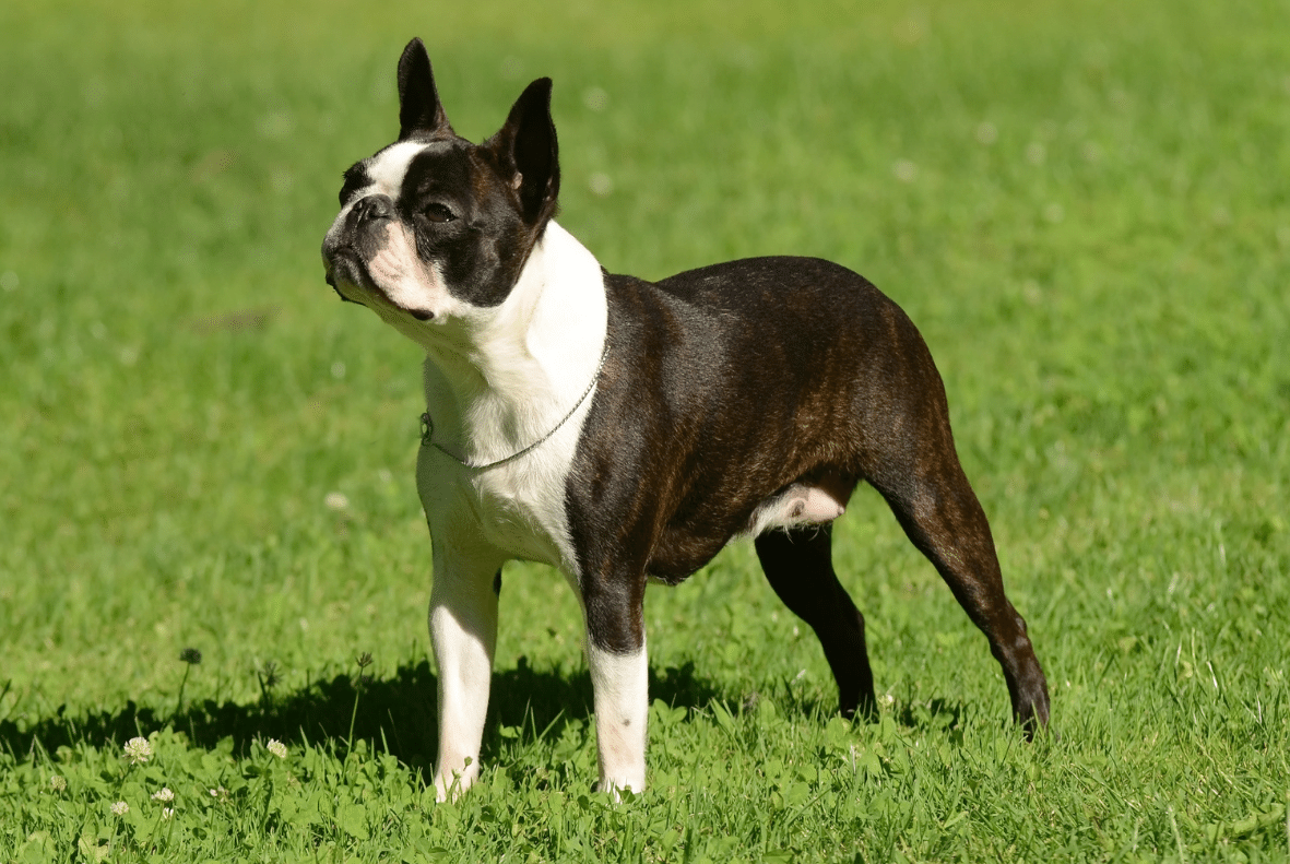 Boston Terrier