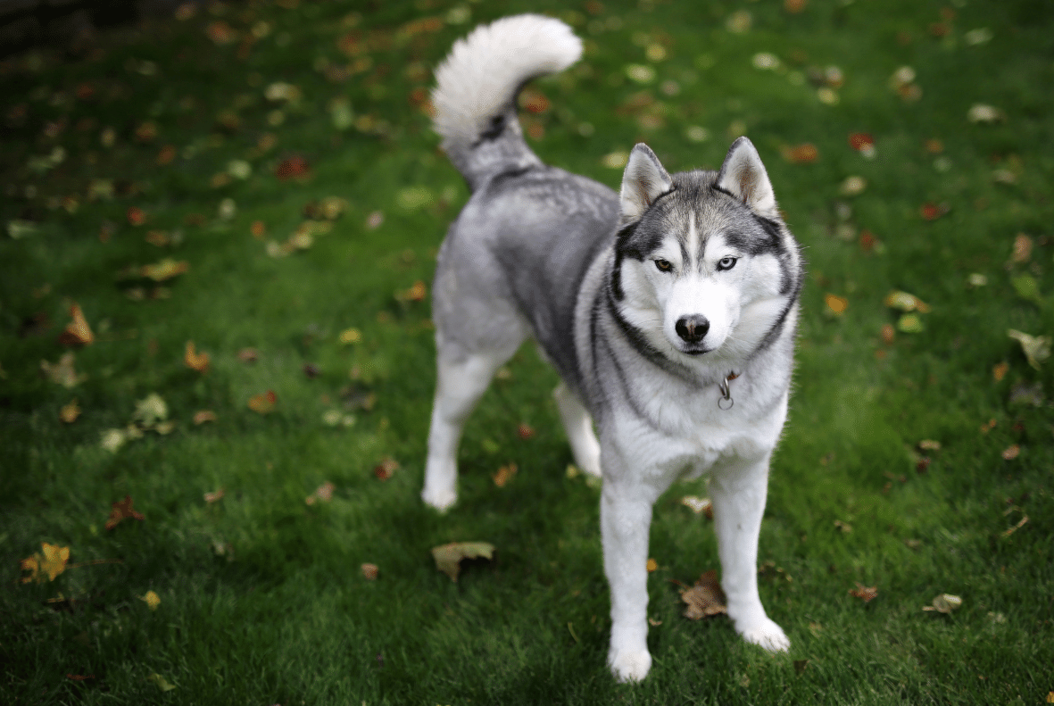 Siberian Husky