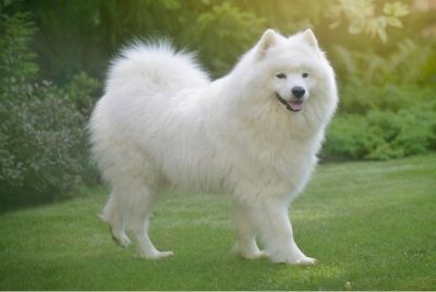 Samoyed
