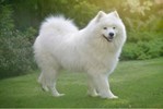 Samoyed