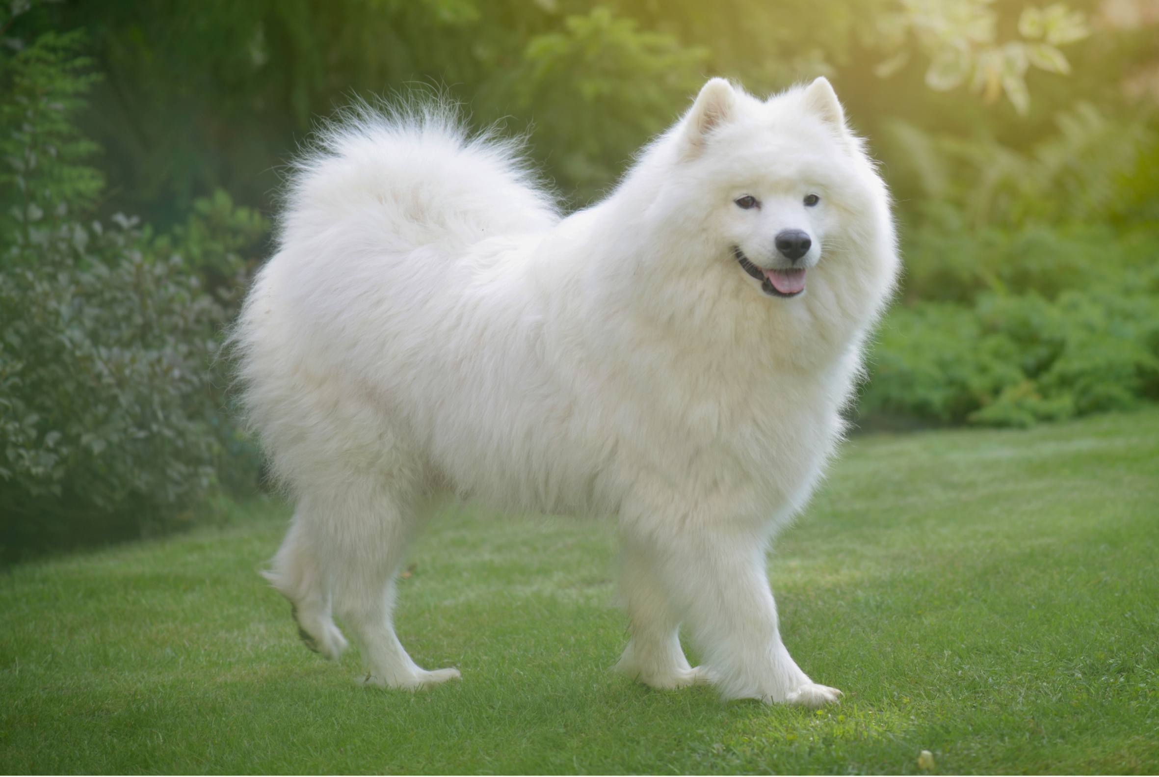 Samoyed