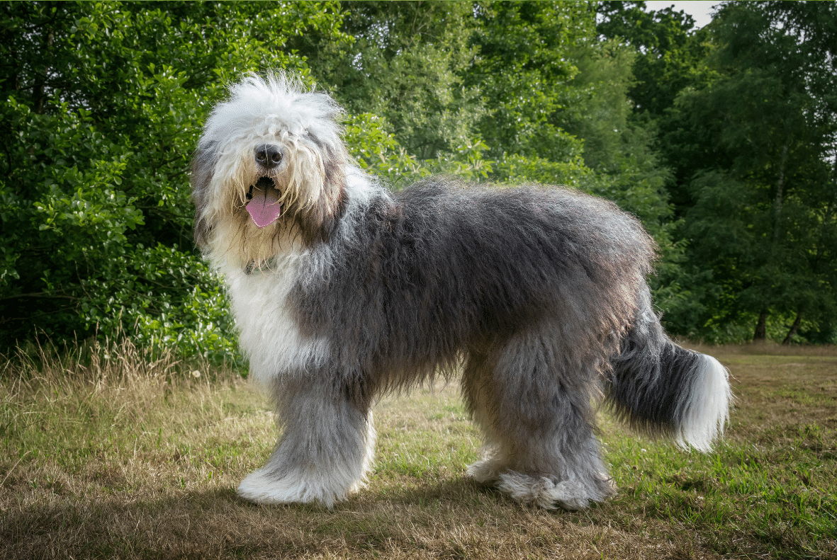 Old English Sheepdog