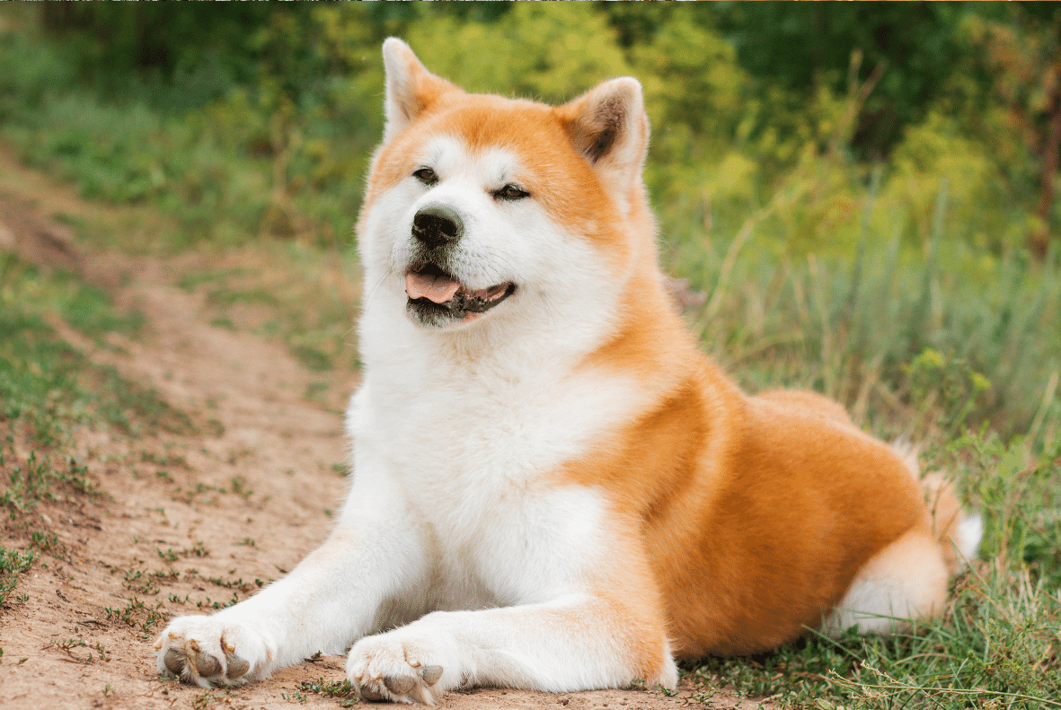 Akita