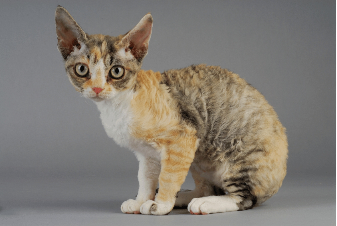 Devon Rex